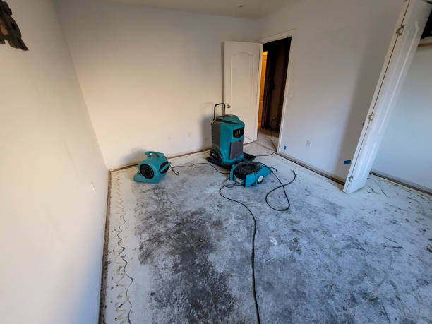Best Basement water damage restoration  in Dimondale, MI
